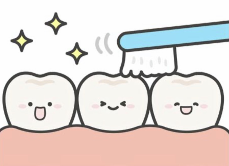 🦷 6歳臼歯（ろくさいきゅうし）とは？